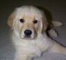 Grace as a puppy
