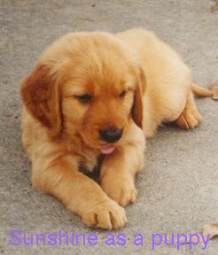 Sunshine as a puppy